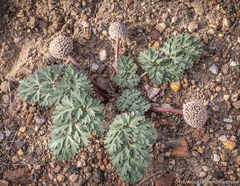 Cymopterus globosus