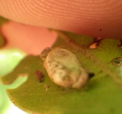 Insecta