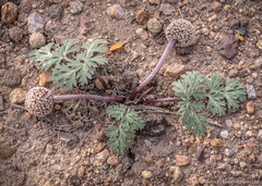 Cymopterus globosus