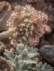 Cymopterus globosus