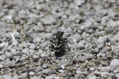 Cicindela willistoni