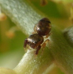 Salticidae