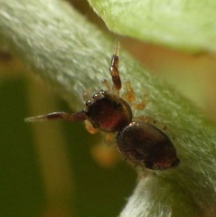 Salticidae