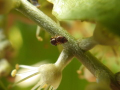 Salticidae