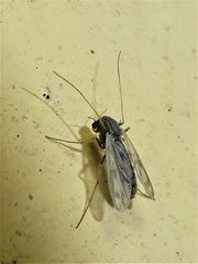 Polypedilum nubiferum