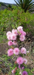 Mimosa lacerata