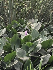 Pontederia sagittata