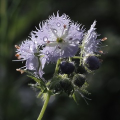 Phacelia purshii