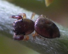 Salticidae