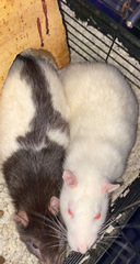 Rattus norvegicus domestica