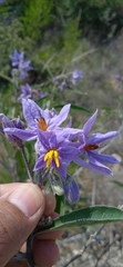 Solanum lanceolatum