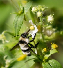 Bombus brasiliensis
