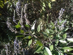 Otholobium pubescens