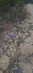 Solanum lanceolatum