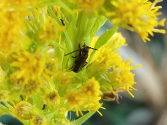 Polemius denticornis