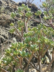 Pachysedum