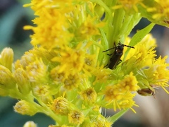Polemius denticornis