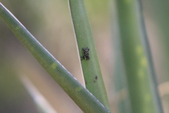 Peltophorus polymitus