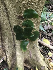 Monstera tuberculata