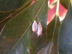 Insecta