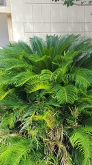 Cycas revoluta