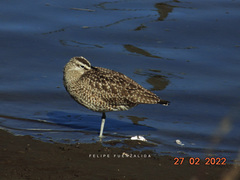 Numenius phaeopus