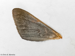 Sphacelodes vulneraria