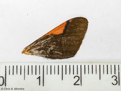 Sphacelodes vulneraria