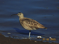 Numenius phaeopus