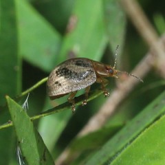 Paropsisterna semifumata