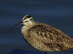 Numenius phaeopus