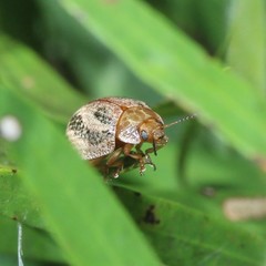 Paropsisterna semifumata