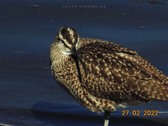 Numenius phaeopus
