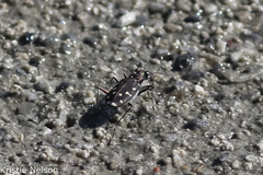 Cicindela oregona oregona