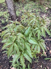 Paeonia lactiflora