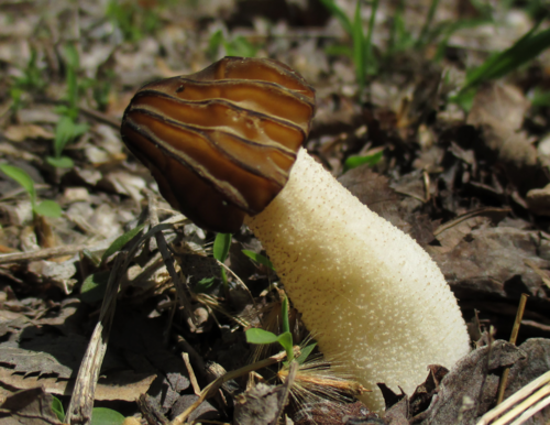 Semifree Morel
