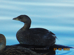Podilymbus podiceps