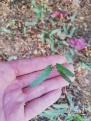 Cocculus diversifolius