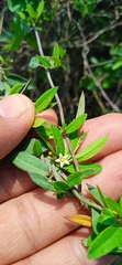 Metastelma lanceolatum