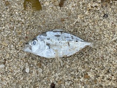 Leiognathidae