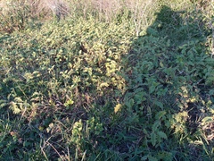 Solanum juvenale