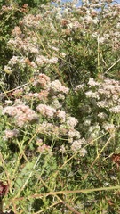 Eriogonum fasciculatum