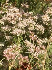 Eriogonum fasciculatum