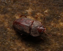 Epuraea rufa