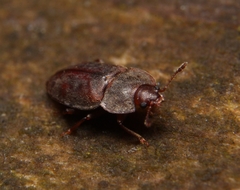 Epuraea rufa