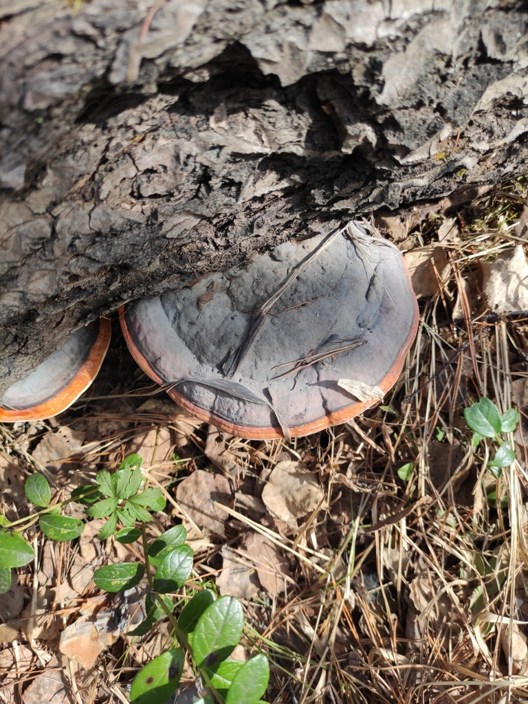 Fomitopsis pinicola · May 2022 · photo: © wrrite (iNaturalist, cc-by)
