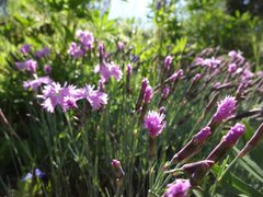 Dianthus gratianopolitanus
