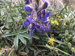 Lupinus