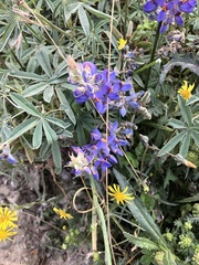 Lupinus