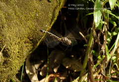 Austroaeschna pinheyi